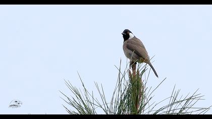 White-eared Bulbul