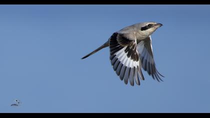 Büyük örümcekkuşu