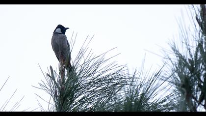 White-eared Bulbul