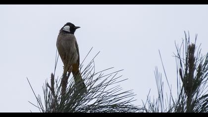 White-eared Bulbul
