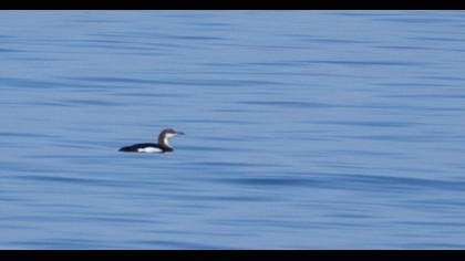 Karagerdanlı dalgıç