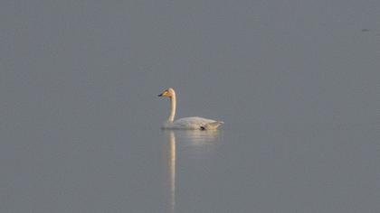 Whooper Swan