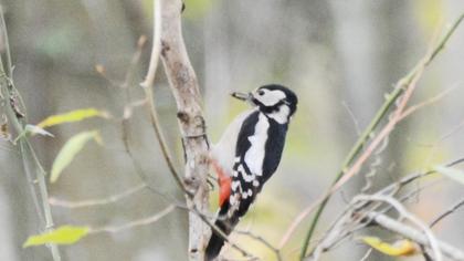 Great Spotted Woodpecker