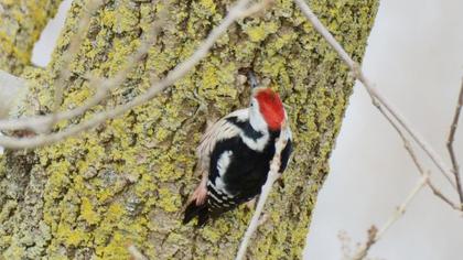 Middle Spotted Woodpecker