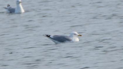 Caspian Gull
