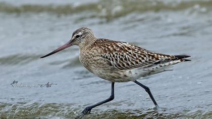 Bar-tailed Godwit