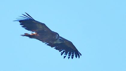 Griffon Vulture