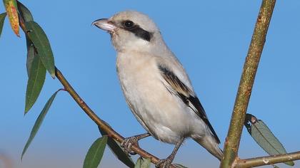 Great Grey Shrike