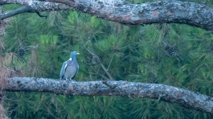 Common Wood Pigeon