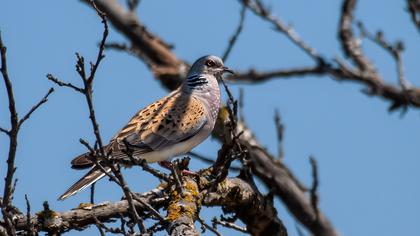 European Turtle Dove
