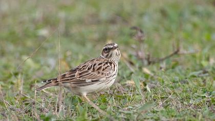Woodlark