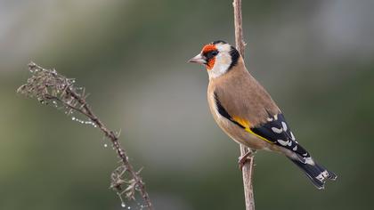 European Goldfinch