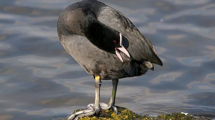 Eurasian Coot