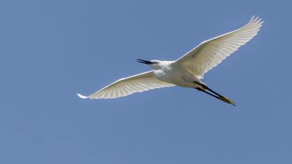 Küçük ak balıkçıl