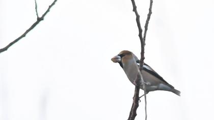 Hawfinch