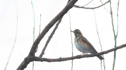 Redwing