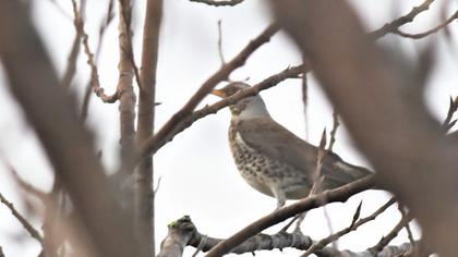 Fieldfare