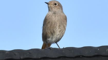 Black Redstart