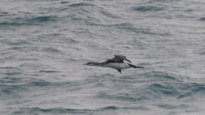 Karagerdanlı dalgıç