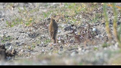 Blyth`s Pipit