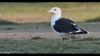 Great Black-backed Gull