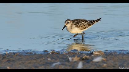 Little Stint