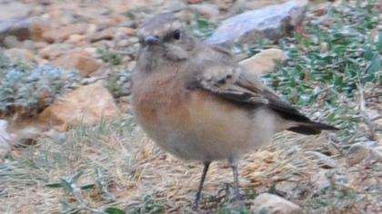 Black-eared Wheatear