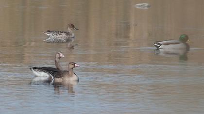 Greater White-fronted Goose