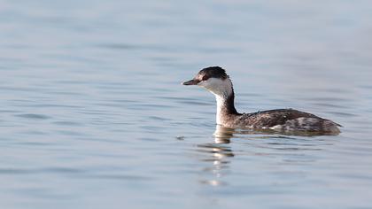 Horned Grebe