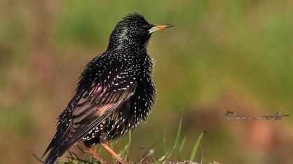 Common Starling