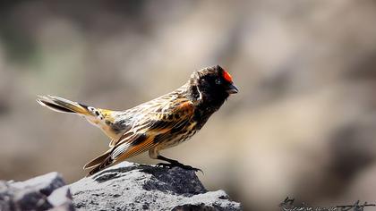 Red-fronted Serin