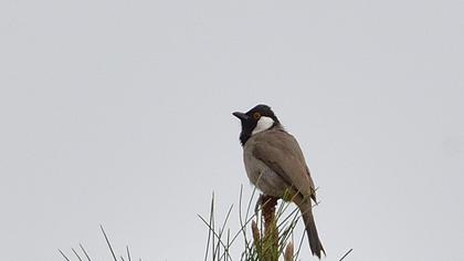White-eared Bulbul