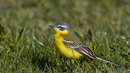 Western Yellow Wagtail