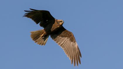 Western Marsh Harrier