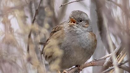 Dunnock