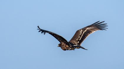 Greater Spotted Eagle
