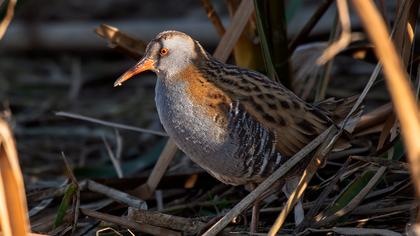 Water Rail