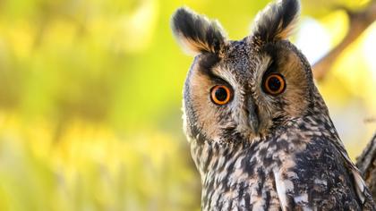 Long-eared Owl