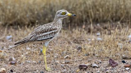 Eurasian Stone-curlew