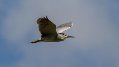Black-crowned Night Heron