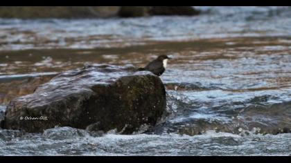 White-throated Dipper