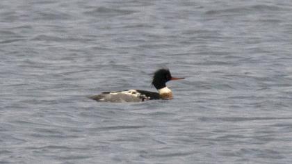 Red-breasted Merganser