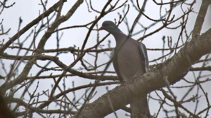 Common Wood Pigeon