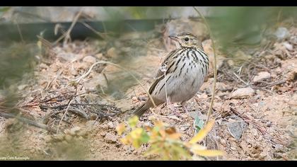 Tree Pipit