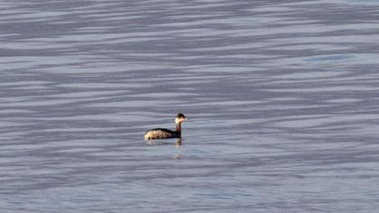 Horned Grebe