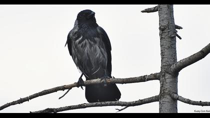 Hooded Crow