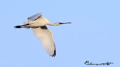 Eurasian Spoonbill
