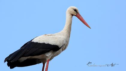 White Stork