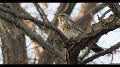 Fieldfare