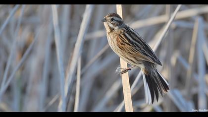 Common Reed Bunting